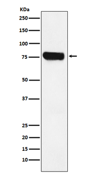 HEC1 Rabbit Monoclonal Antibody