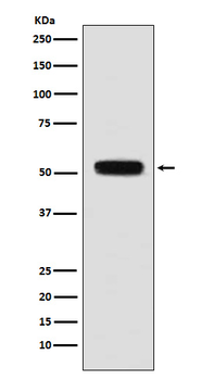 Fibulin 5 Rabbit Monoclonal Antibody