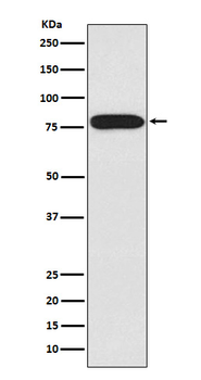 IRAK Rabbit Monoclonal Antibody