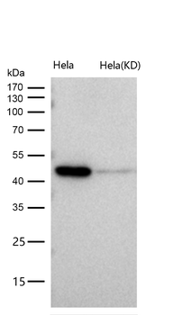 Atg4B Rabbit mAb [KD Validated] Antibody