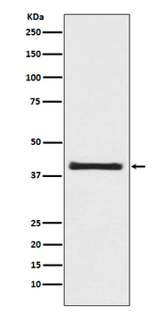 PRAS40 Rabbit mAb Antibody