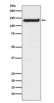 TLR9 Rabbit mAb Antibody