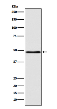 GCET1 Rabbit mAb Antibody
