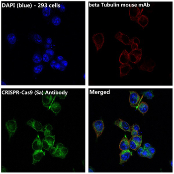 CRISPR-Cas9 SA Rabbit mAb Antibody