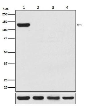 CRISPR-Cas9 SA Rabbit mAb Antibody