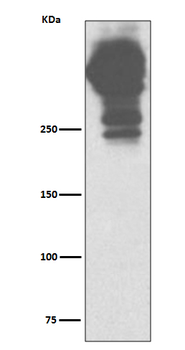 MUC5AC Rabbit Monoclonal Antibody