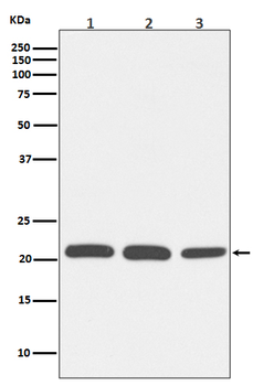 Rac1/2/3 Rabbit Monoclonal Antibody