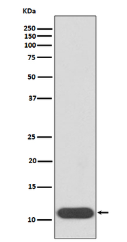 HBG1/2 Rabbit mAb Antibody