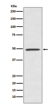 BMP7 Rabbit Monoclonal Antibody