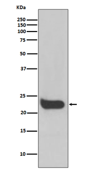 Interferon beta Rabbit mAb Antibody
