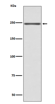 Myosin heavy chain Rabbit Monoclonal Antibody