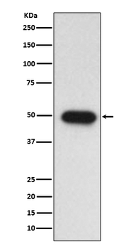 TGF beta 1 Rabbit mAb [KD Validated] Antibody