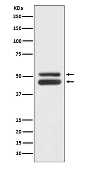 JNK1/JNK3 Rabbit mAb Antibody