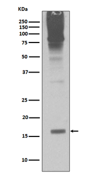 Sumo2/3 Rabbit Monoclonal Antibody