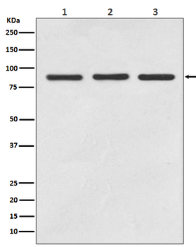 STAT5A/B Rabbit mAb Antibody