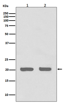 IL1RA Rabbit mAb Antibody