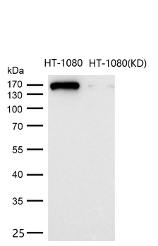 EEA1 Rabbit mAb Antibody