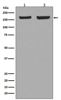 EEA1 Rabbit mAb Antibody