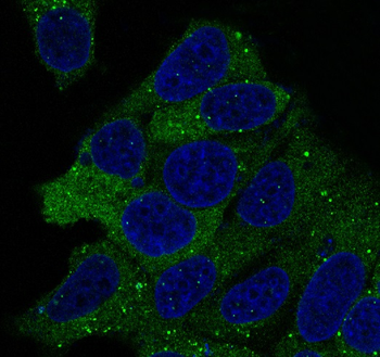 Hsp90 Rabbit mAb Antibody
