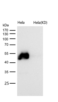 GATA2/3 Rabbit mAb Antibody