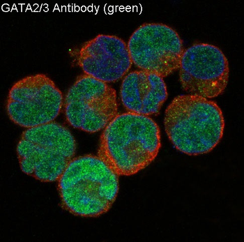 GATA2/3 Rabbit mAb Antibody