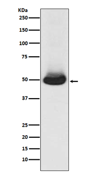 GATA2/3 Rabbit mAb Antibody