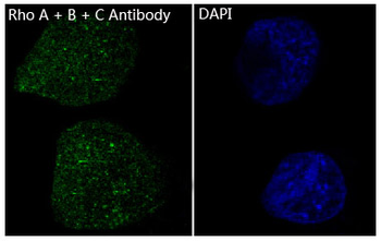 Rho A + B + C Rabbit mAb Antibody