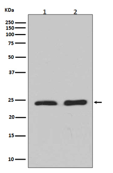 Rho A + B + C Rabbit mAb Antibody