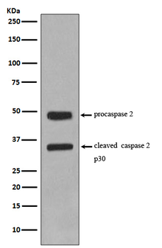 Caspase-2 Rabbit mAb [KD Validated]