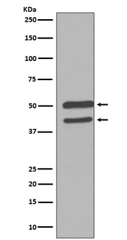 JNK1/2/3 Rabbit mAb Antibody