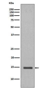 Histone H2B (yeast) Rabbit mAb Antibody