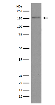 Brd4 Rabbit mAb Antibody
