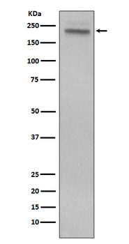 CD45 Rabbit mAb Antibody
