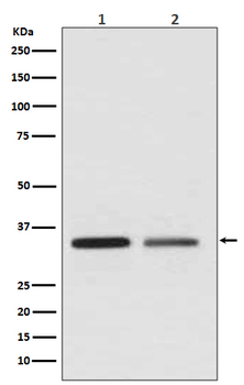 WNT2 Rabbit Monoclonal Antibody