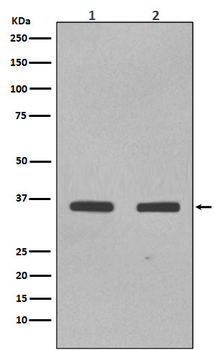 SOX2 Rabbit mAb Antibody