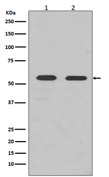 Fyn Rabbit mAb Antibody