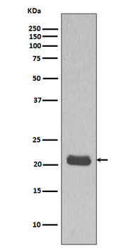 GTPase HRAS Rabbit mAb Antibody