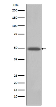 BMP4 Rabbit mAb