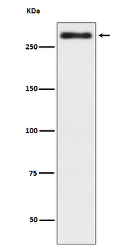 Talin 2 Rabbit Monoclonal Antibody