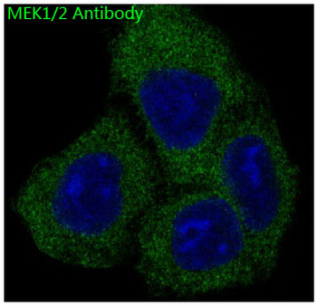 MEK1/2 Rabbit mAb