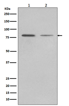 GRP78 BiP Rabbit mAb Antibody