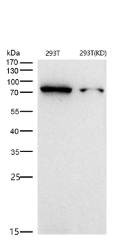 GRP78 BiP Rabbit mAb [KD Validated] Antibody