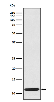 CCL19 Rabbit mAb Antibody