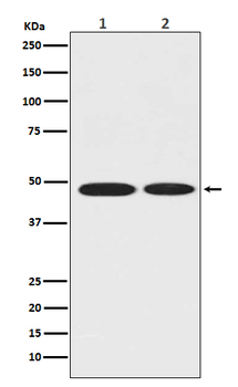 ENO1 Rabbit mAb Antibody