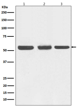 Beclin 1 Rabbit mAb Antibody
