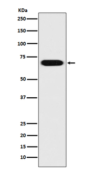 PRC1 Rabbit mAb Antibody