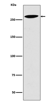 Lrp2 / Megalin Rabbit mAb Antibody