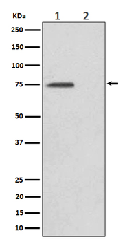 eIF4B (Phospho-Ser406) Rabbit mAb [KD Validated] Antibody