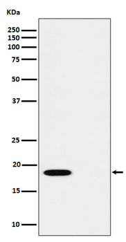 PTS (Phospho-Ser19) Rabbit Monoclonal Antibody