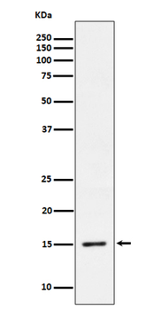 Histone H3.3 (Phospho-Ser31) Rabbit mAb Antibody